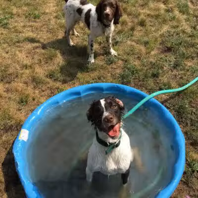 Indian River Pet Resort - Indian River, MI