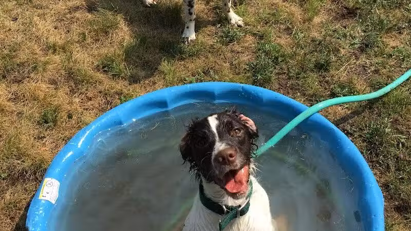 Indian River Pet Resort - Indian River, MI