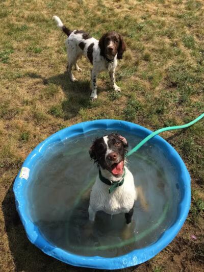 Indian River Pet Resort - Indian River, MI