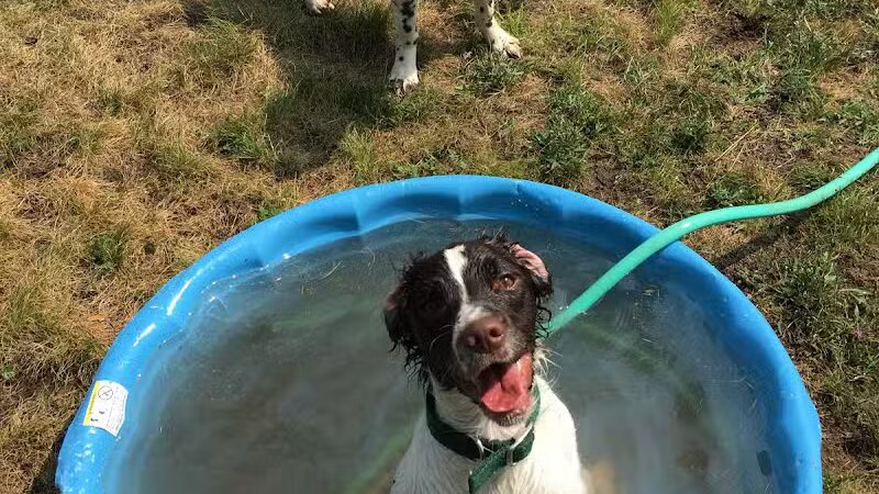 Indian River Pet Resort - Indian River, MI