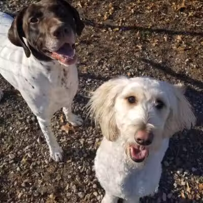 Indian River Pet Resort - Indian River, MI