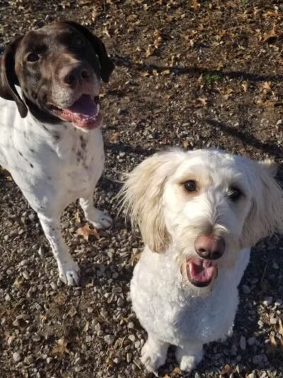 Indian River Pet Resort - Indian River, MI