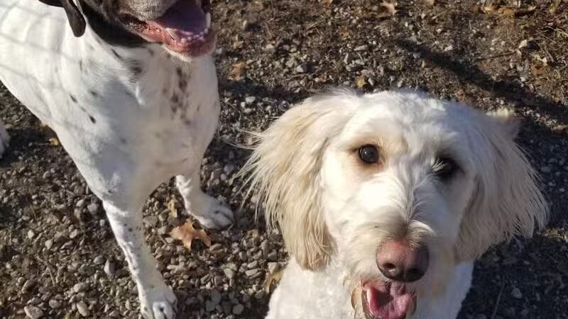 Indian River Pet Resort - Indian River, MI