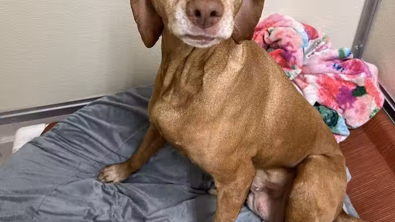 Indian River Pet Resort - Indian River, MI