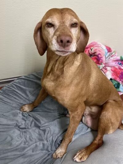 Indian River Pet Resort - Indian River, MI