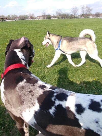 Dog Park - Indianapolis, IN