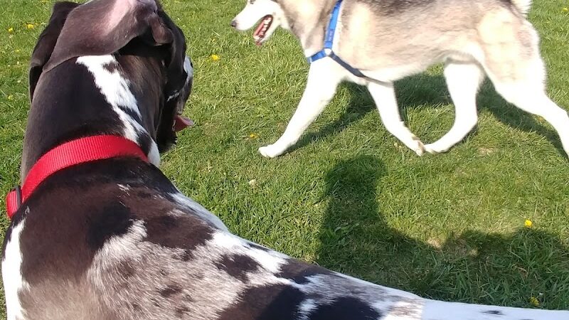 Dog Park - Indianapolis, IN