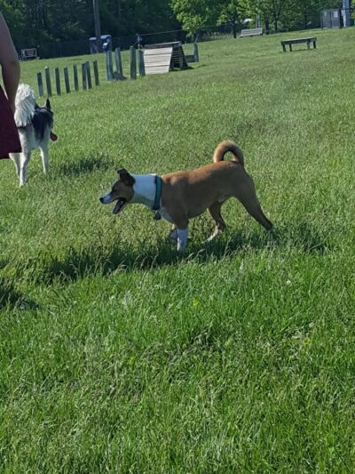 Dog Park - Indianapolis, IN