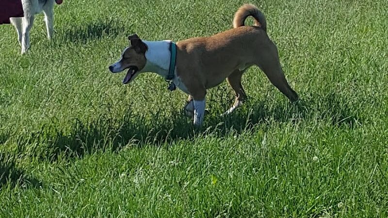 Dog Park - Indianapolis, IN