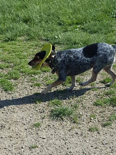 Dog Park - Indianapolis, IN