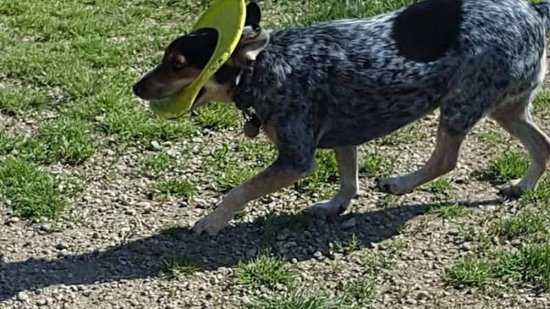 Dog Park - Indianapolis, IN