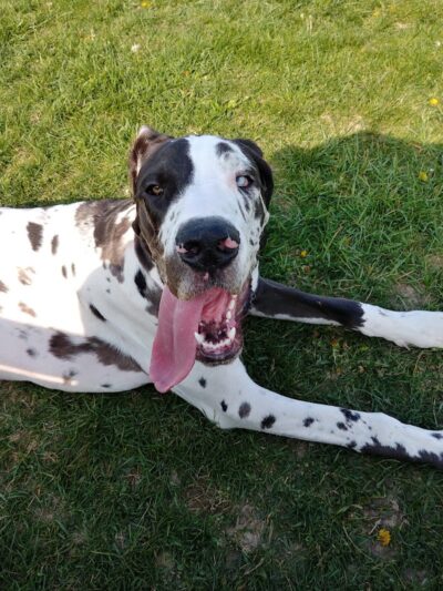 Dog Park - Indianapolis, IN