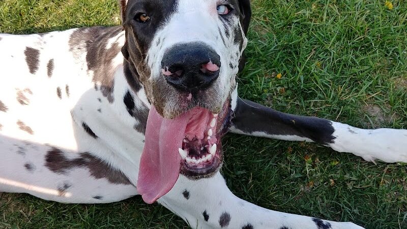 Dog Park - Indianapolis, IN