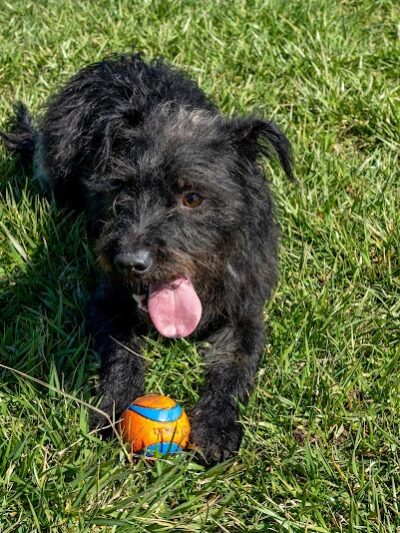 Dog Park - Indianapolis, IN
