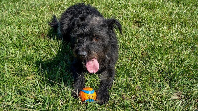 Dog Park - Indianapolis, IN