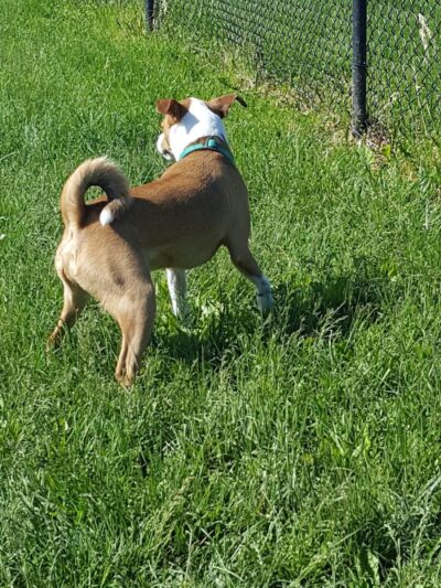 Dog Park - Indianapolis, IN