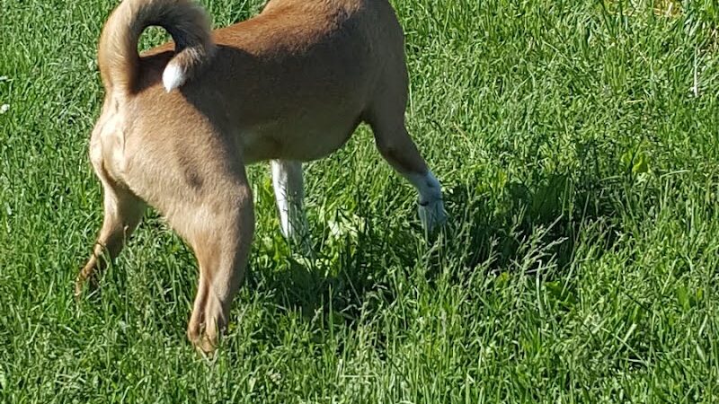 Dog Park - Indianapolis, IN