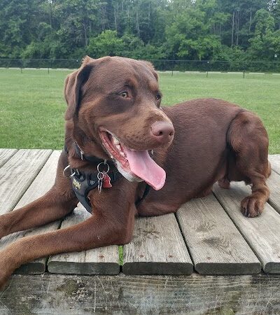 Dog Park - Indianapolis, IN