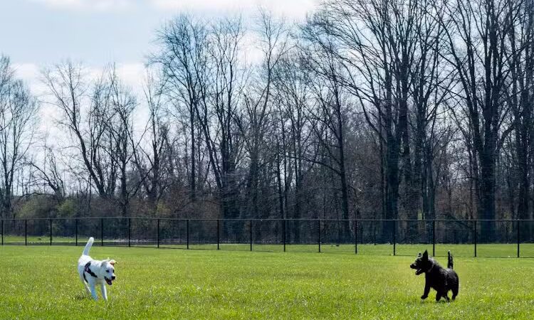 Dog Park - Indianapolis, IN