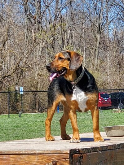 Gordon Gilmer Park (membership only) - Indianapolis, IN