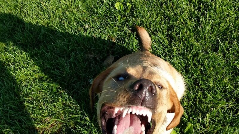 Gordon Gilmer Park (membership only) - Indianapolis, IN