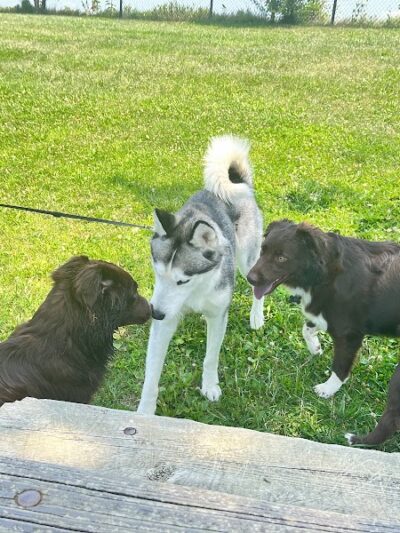 Smock Bark Park - Indianapolis, IN