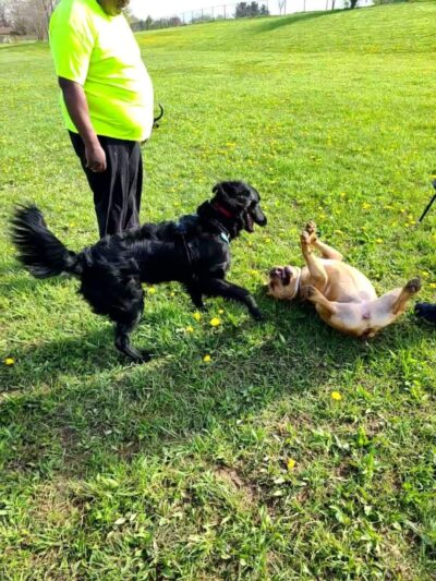 Smock Bark Park - Indianapolis, IN