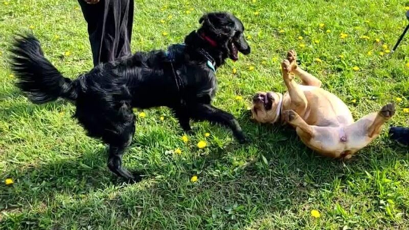 Smock Bark Park - Indianapolis, IN
