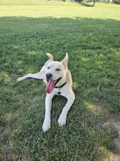 Smock Bark Park - Indianapolis, IN