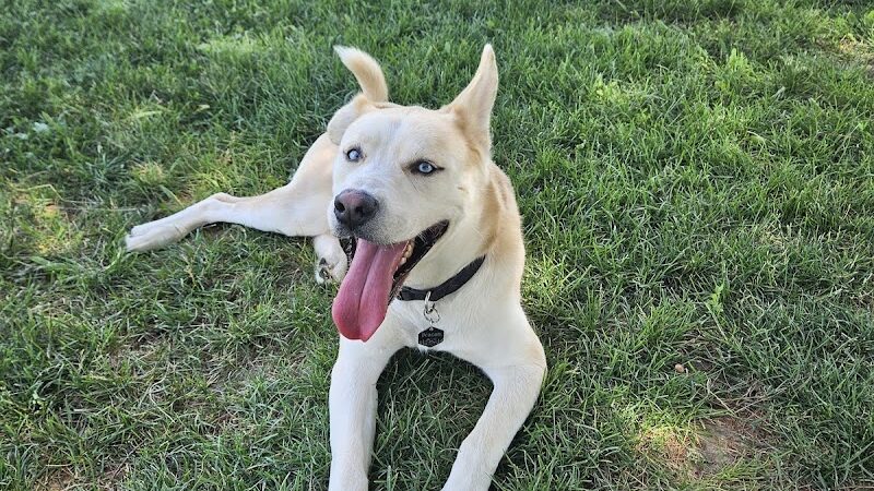 Smock Bark Park - Indianapolis, IN