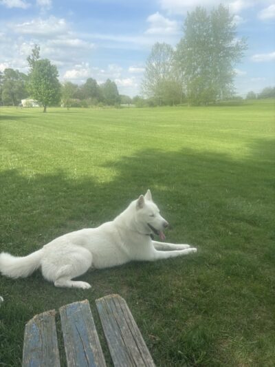 Smock Bark Park - Indianapolis, IN