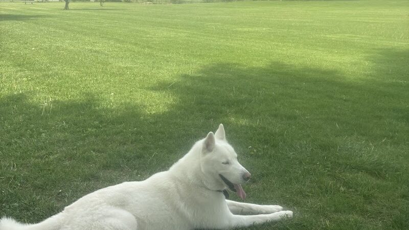 Smock Bark Park - Indianapolis, IN