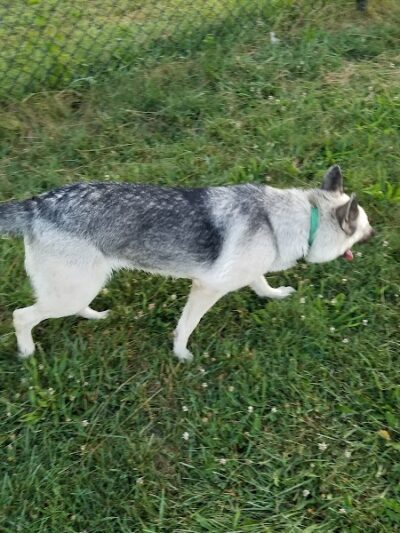 Smock Bark Park - Indianapolis, IN
