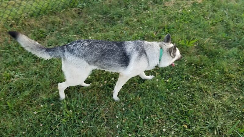 Smock Bark Park - Indianapolis, IN