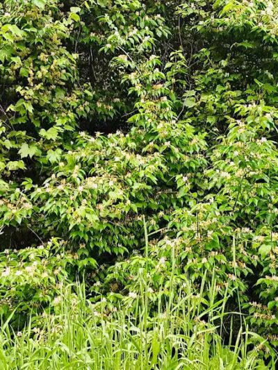 Colonial Park - Inkster,