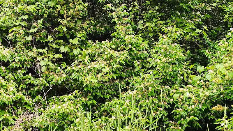 Colonial Park - Inkster,