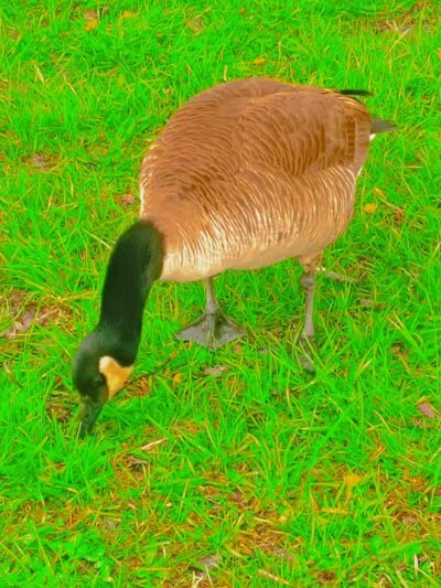 Colonial Park - Inkster,