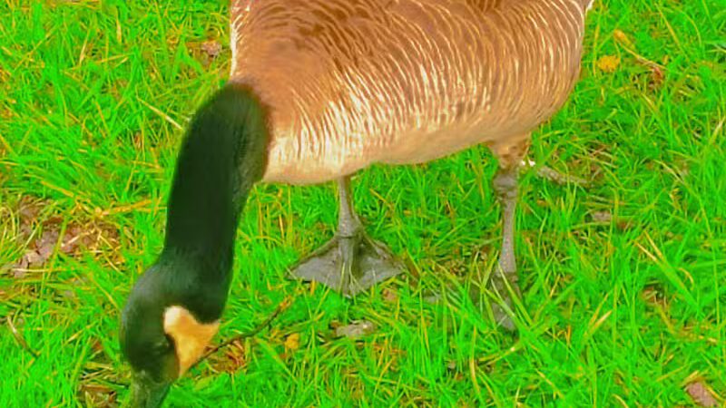 Colonial Park - Inkster,