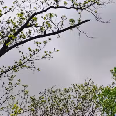 Colonial Park - Inkster,