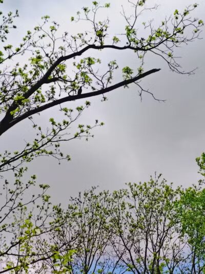 Colonial Park - Inkster,