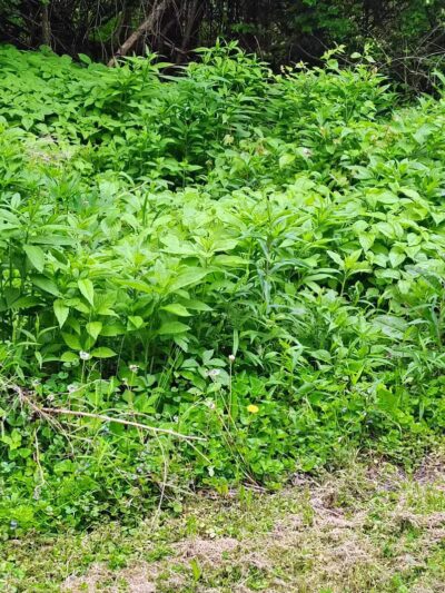 Colonial Park - Inkster,