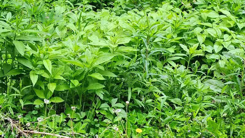 Colonial Park - Inkster,