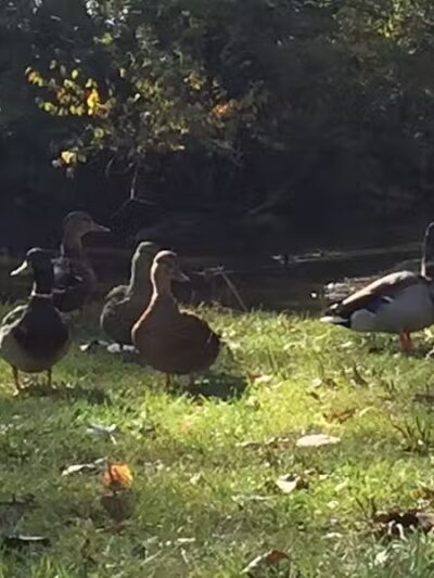 Inkster Park - Inkster,