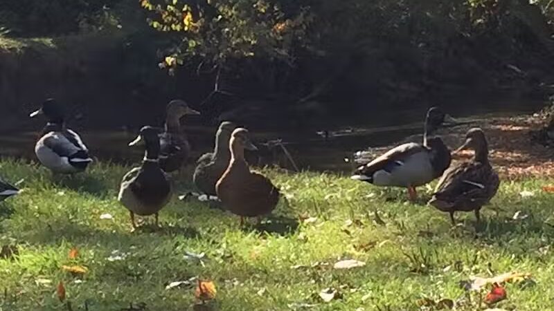 Inkster Park - Inkster,