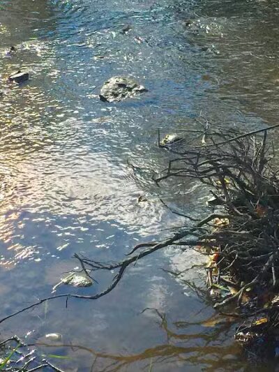 Inkster Park - Inkster,