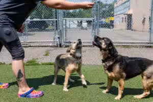 Pet Suite Retreat - Inkster,