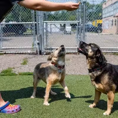 Pet Suite Retreat - Inkster,