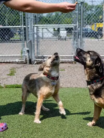 Pet Suite Retreat - Inkster,