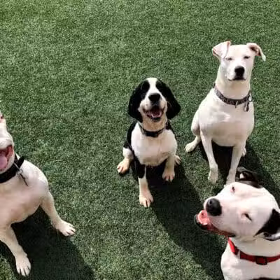 Pet Suite Retreat - Inkster,