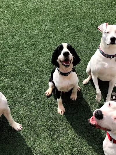 Pet Suite Retreat - Inkster,